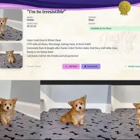 Yorkie Male Gold & White "I'm a Star", a male Yorkshire Terrier for sale in Marietta, GA – Photo 5 of 10