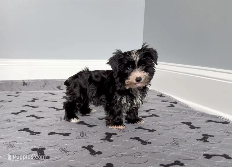 Yorkie Male Black & White "I'm a Star"