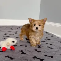 Yorkie Male Gold & White "I'm a Star", a male Yorkshire Terrier for sale in Marietta, GA – Photo 2 of 10