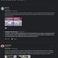 Yorkie Male Gold & White "I'm a Star", a male Yorkshire Terrier for sale in Marietta, GA – Photo 8 of 10