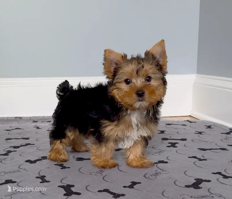 Yorkie Male "We will Be Best Friends" – Yorkshire Terrier puppy for sale in Marietta, GA