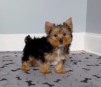 Yorkie Male "We will Be Best Friends", a male Yorkshire Terrier for sale in Marietta, GA – 1 of 10
