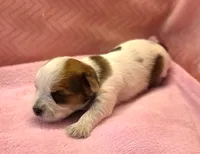 Yorkie Female Tiny! Gold & White "We Will Be Best Friends", a female Yorkshire Terrier for sale in Marietta, GA – 3 of 10