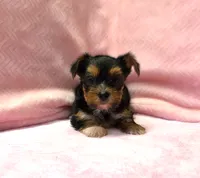 Yorkie Female Blk&Tan .. "I'm Your Destiny", a female Yorkshire Terrier for sale in Marietta, GA – 2 of 9