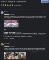 Yorkie Male Chocolate & White, a male Yorkshire Terrier for sale in Marietta, GA – Photo 10 of 10