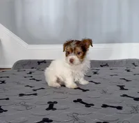 Yorkie Male Chocolate & White, a male Yorkshire Terrier for sale in Marietta, GA – Photo 4 of 10