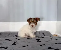 Yorkie Male Chocolate & White, a male Yorkshire Terrier for sale in Marietta, GA – Photo 3 of 10