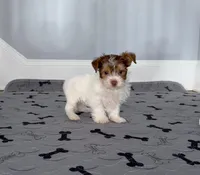 Yorkie Male Chocolate & White, a male Yorkshire Terrier for sale in Marietta, GA – Photo 2 of 10