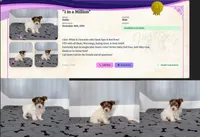 Yorkie Male Chocolate & White, a male Yorkshire Terrier for sale in Marietta, GA – Photo 5 of 10