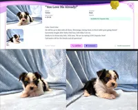 Yorkie Male Parti Color.."You Love Me", a male Yorkshire Terrier for sale in Marietta, GA – 4 of 9