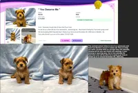 Tiny Morkie Male Gold Dust Color So Rare!, a male Morkie for sale in Marietta, GA – 4 of 10