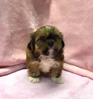 Shih Tzu Female Tiny! Exotic Red / Gold Markings!, a female Shih Tzu for sale in Marietta, GA – 3 of 10