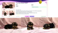 Yorkie Female "You Love Me", a female Yorkshire Terrier for sale in Marietta, GA – 5 of 9