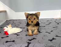 Tiny! Yorkie Female " 1 in a Million ", a female Yorkshire Terrier for sale in Marietta, GA – 3 of 10