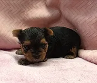 Yorkie Female "You Love Me", a female Yorkshire Terrier for sale in Marietta, GA – 4 of 9