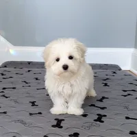 Maltese Stark White!, a male Maltese for sale in Marietta, GA – Photo 2 of 10