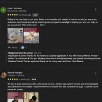 Maltese Stark White!, a male Maltese for sale in Marietta, GA – Photo 7 of 10