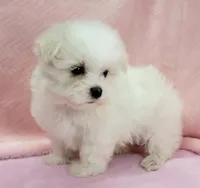 Maltese Female "You Love Me", a female Maltese for sale in Marietta, GA – 3 of 9