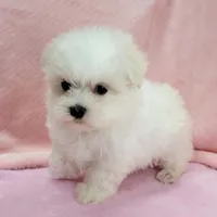 Maltese Female "You Love Me", a female Maltese for sale in Marietta, GA – 2 of 9