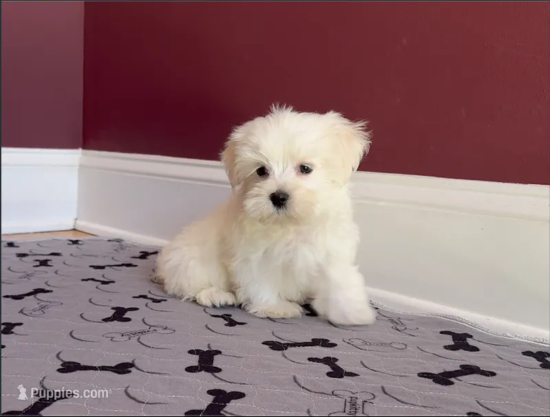 Maltese Stark White!