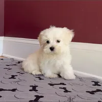 Maltese Stark White!, a male Maltese for sale in Marietta, GA – Photo 1 of 10