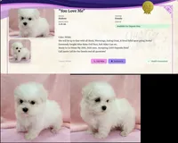 Maltese Female "You Love Me", a female Maltese for sale in Marietta, GA – 4 of 9