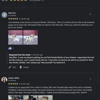 Maltese Stark White!, a male Maltese for sale in Marietta, GA – Photo 8 of 10