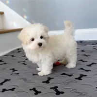 Maltese Stark White!, a male Maltese for sale in Marietta, GA – Photo 3 of 10