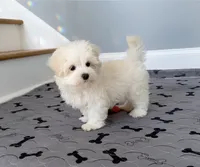 processed/dc30a8eb-1359-4920-b60b-0335893d1bf1/listing/9c98ed91-31e9-497e-b5ae-814f63f825aa/f485a05c-661a-45c8-ac73-e77bae1e619a