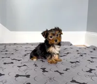 Yorkie Male "You Love Me", a male Yorkshire Terrier for sale in Marietta, GA – 3 of 10