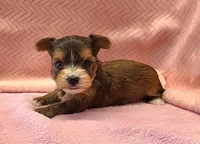 Yorkie Female Tiny! Gold & White Parti .. "1in a Million", a female Yorkshire Terrier for sale in Marietta, GA – 2 of 10