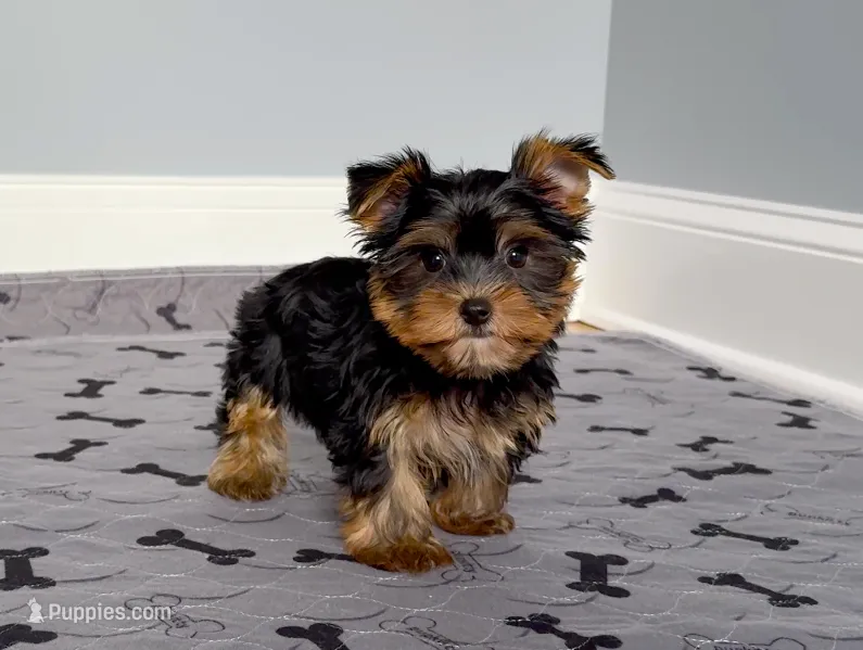 Tiny! Yorkie Male "I'm Your Dream Yorkie" – Yorkshire Terrier puppy for sale in Marietta, GA
