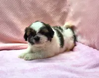 Shih Tzu  Female Tri-color  "You Love Me", a female Shih Tzu for sale in Marietta, GA – 2 of 10