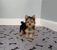 Yorkie Female "You Deserve Me", a female Yorkshire Terrier for sale in Marietta, GA – 3 of 10