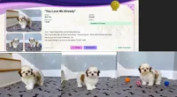 Shih Tzu Female Tiny! "I'm Your Dream Baby", a female Shih Tzu for sale in Marietta, GA – 8 of 10