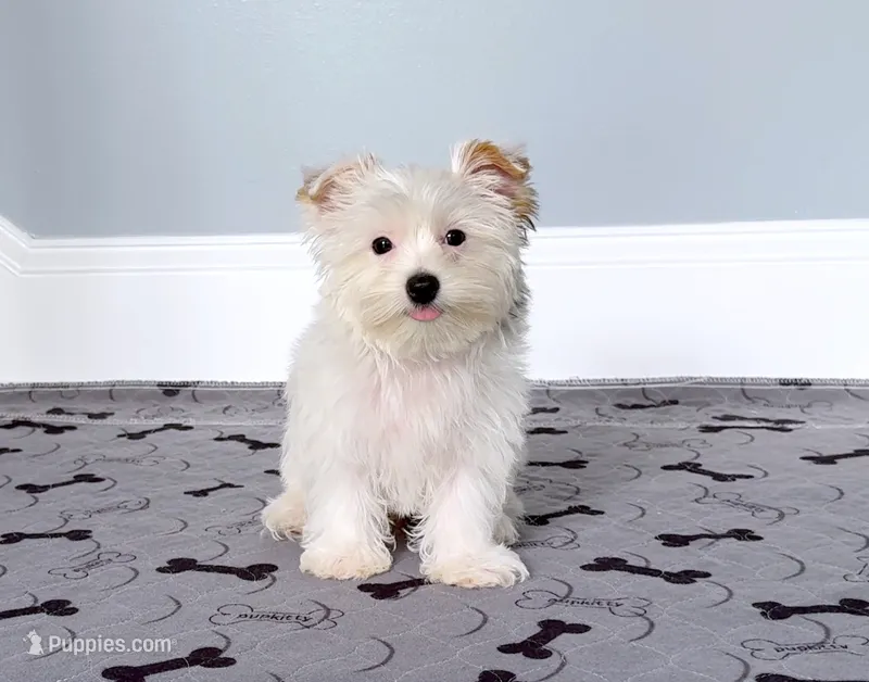 Yorkie Male Parti! Rare! " 1 in a Million" – Yorkshire Terrier puppy for sale in Marietta, GA