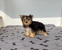 Yorkie Female Blk&Tan .. "I'm Your Destiny", a female Yorkshire Terrier for sale in Marietta, GA – 3 of 9