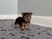 Wow! Yorkie Male Black & Tan, a male Yorkshire Terrier for sale in Marietta, GA – Photo 2 of 10