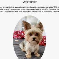 Wow! Yorkie Male Black & Tan, a male Yorkshire Terrier for sale in Marietta, GA – Photo 7 of 10