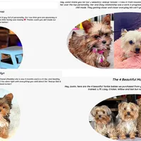 Wow! Yorkie Male Black & Tan, a male Yorkshire Terrier for sale in Marietta, GA – Photo 5 of 10