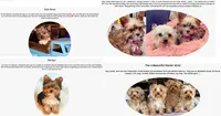 Wow! Yorkie Male Black & Tan, a male Yorkshire Terrier for sale in Marietta, GA – Photo 5 of 10