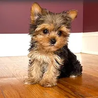 Wow! Yorkie Male Black & Tan, a male Yorkshire Terrier for sale in Marietta, GA – Photo 1 of 10