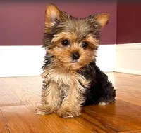 Wow! Yorkie Male Black & Tan, a male Yorkshire Terrier for sale in Marietta, GA – Photo 1 of 10