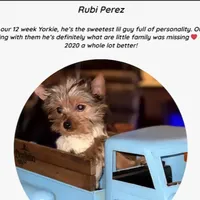 Wow! Yorkie Male Black & Tan, a male Yorkshire Terrier for sale in Marietta, GA – Photo 6 of 10