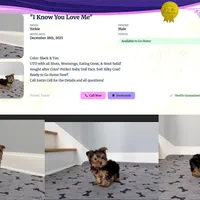 Wow! Yorkie Male Black & Tan, a male Yorkshire Terrier for sale in Marietta, GA – Photo 4 of 10
