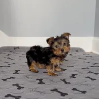 Wow! Yorkie Male Black & Tan, a male Yorkshire Terrier for sale in Marietta, GA – Photo 3 of 10