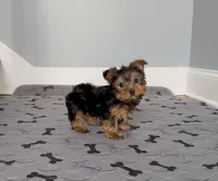 Wow! Yorkie Male Black & Tan, a male Yorkshire Terrier for sale in Marietta, GA – Photo 3 of 10
