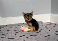 Yorkie Female "You Love Me", a female Yorkshire Terrier for sale in Marietta, GA – 2 of 9