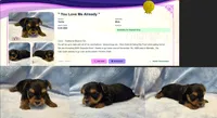 Tiny! Yorkie Male "I'm a Perfect 10", a male Yorkshire Terrier for sale in Marietta, GA – 4 of 9
