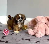 Shih Tzu  Female Red / Gold / Brindle  "You Love Me", a female Shih Tzu for sale in Marietta, GA – 2 of 9